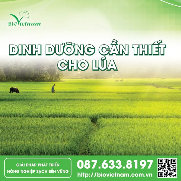 Dinh Dưỡng Cần Thiết Cho Lúa