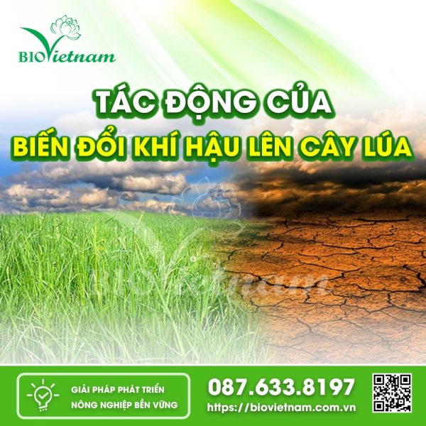 Tác Động Của Biến Đổi Khí Hậu Đến Cây Lúa