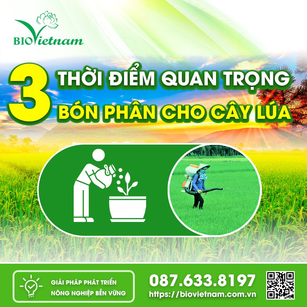 3 Thời Điểm Quan Trọng Bón Phân Cho Cây Lúa