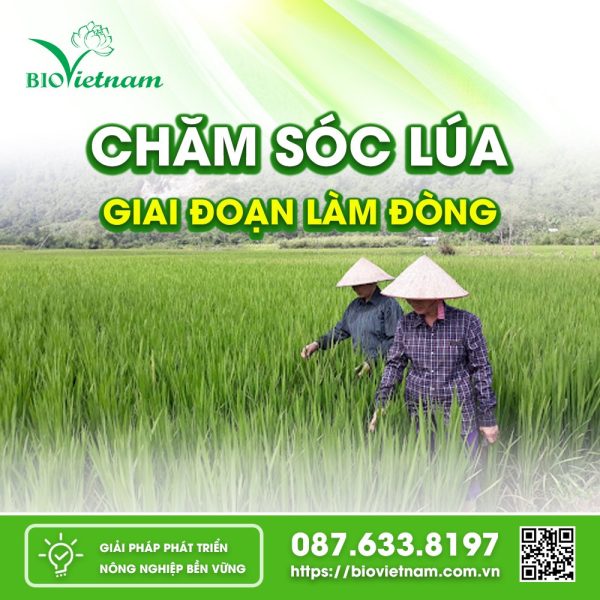 Chăm Sóc Lúa Giai Đoạn Làm Đòng