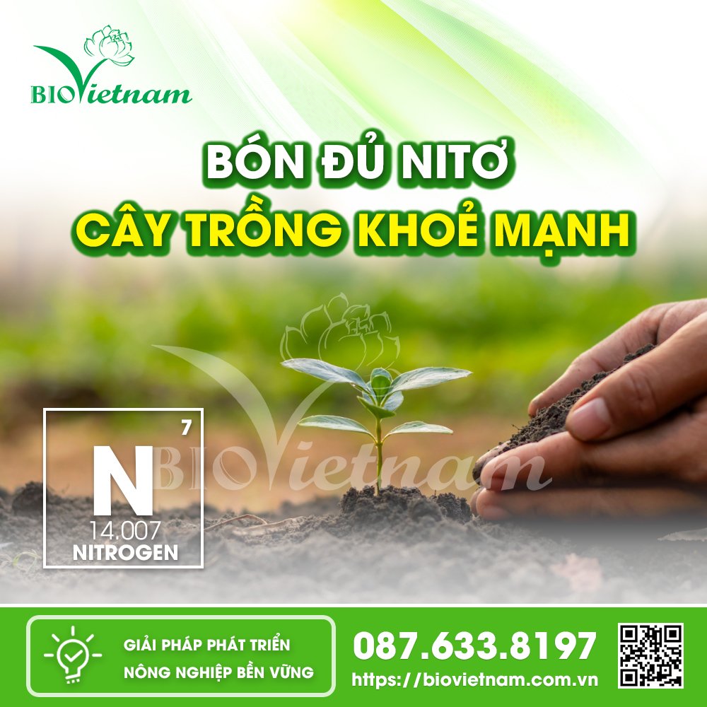 Dinh dưỡng Nito để cây trồng phát triển khoẻ mạnh