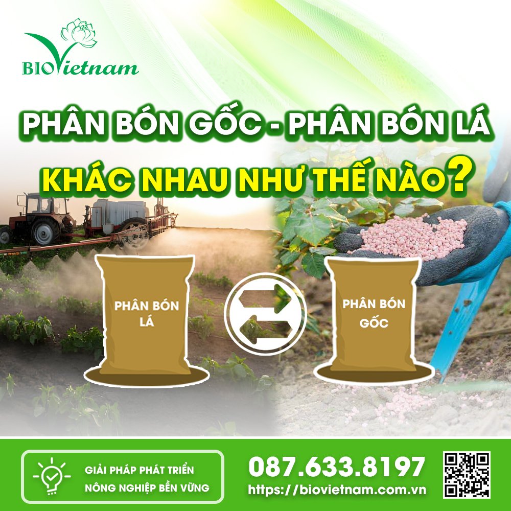 phân bón gốc - phân bón lá khác nhau như nào?