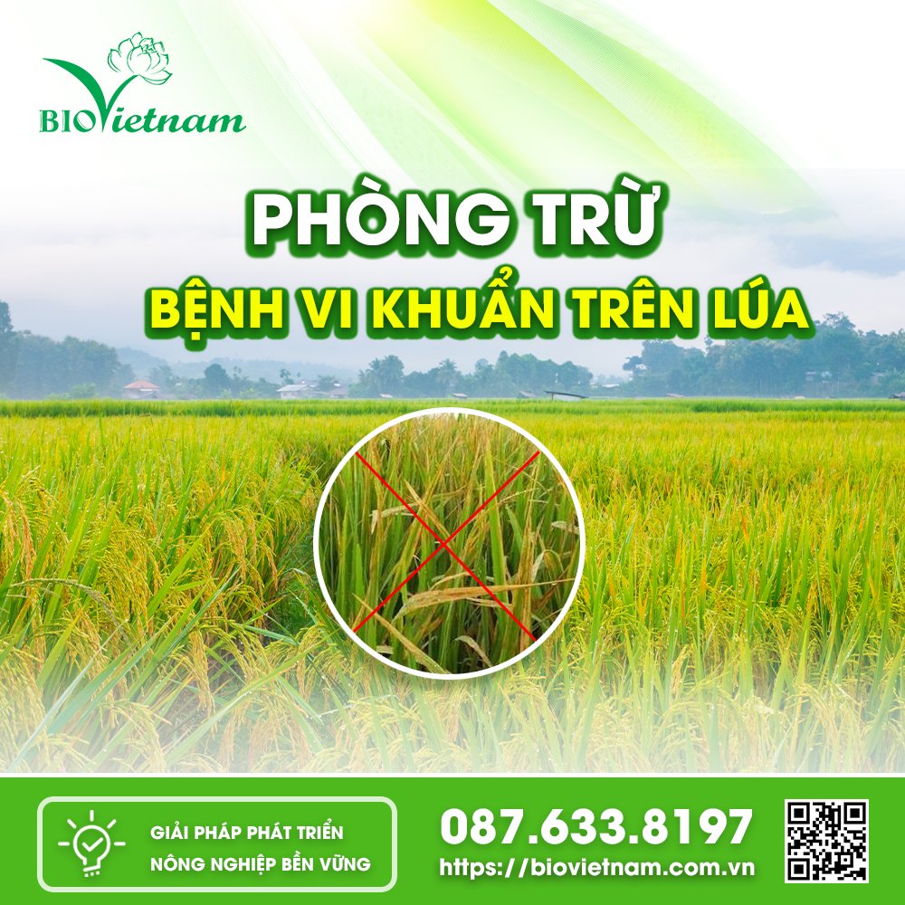 Phòng trừ bệnh vi khuẩn trên lúa