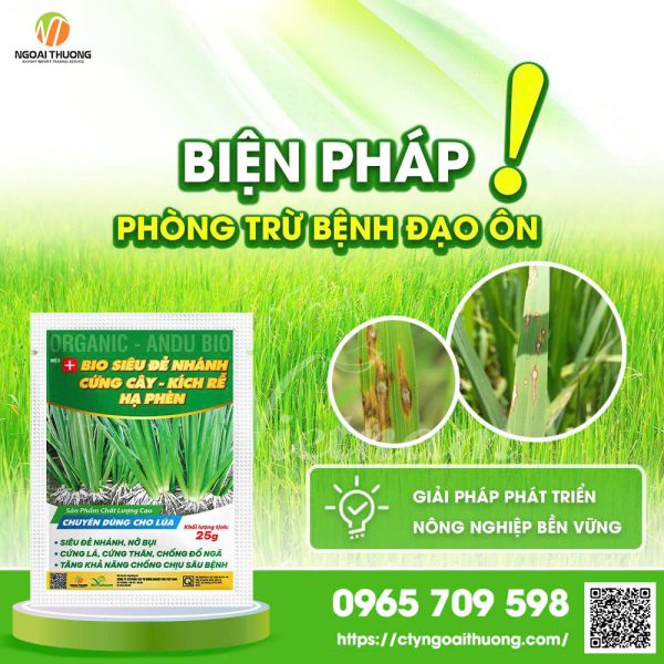 Đạo Ôn Hại Lúa Và Những Biện Pháp Phòng Trừ