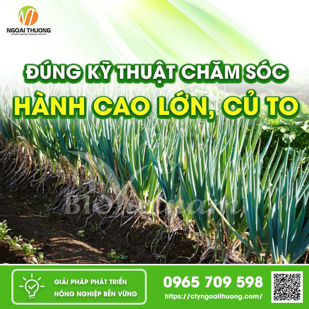 Kỹ Thuật Trồng Và Chăm Sóc Hành Lá