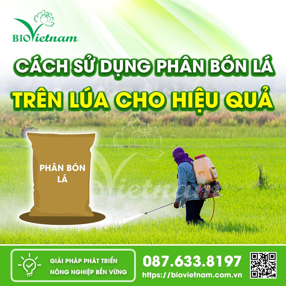 Sử dụng phân bón lá trên lúa đạt hiệu quả cao